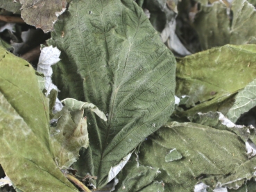 raspberry leaves 100g - dried